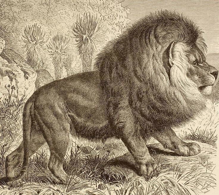 Cape lion Extinct Capes and Lion on Pinterest