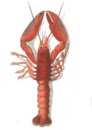 Cape lobster httpsuploadwikimediaorgwikipediacommonsthu
