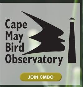 Cape May Bird Observatory Cape May Bird Observatory