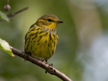Cape May warbler Cape May Warbler Identification All About Birds Cornell Lab of