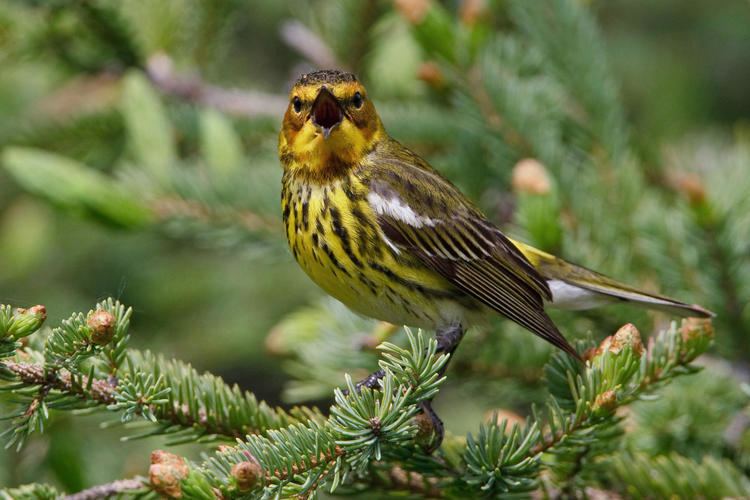 Cape May warbler Cape May Warbler Audubon Field Guide