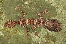 Cape Melville leaf-tailed gecko httpsuploadwikimediaorgwikipediacommonsthu
