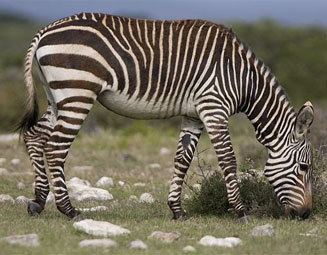 Cape mountain zebra Equus zebra zebra Cape mountain zebra