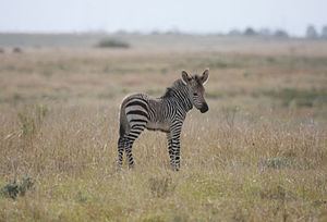Cape mountain zebra httpsuploadwikimediaorgwikipediacommonsthu