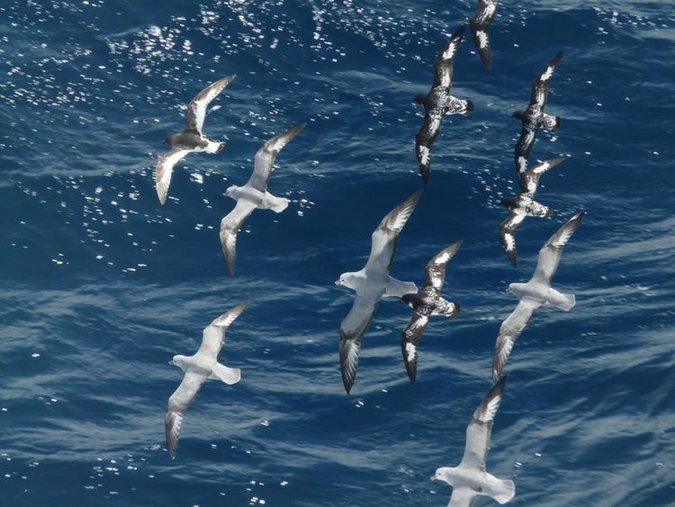 Cape petrel Cape petrel New Zealand Birds Online