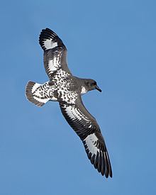 Cape petrel httpsuploadwikimediaorgwikipediacommonsthu