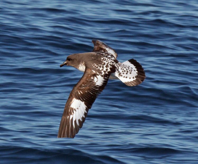 Cape petrel Cape petrel New Zealand Birds Online