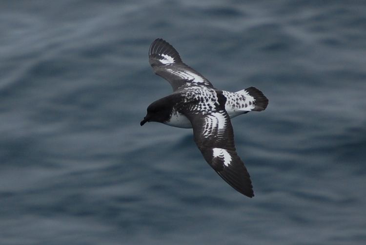 Cape petrel FileCape petrel 0714jpg The Work of God39s Children