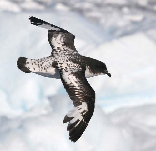 Cape petrel Cape Petrel Daption capense