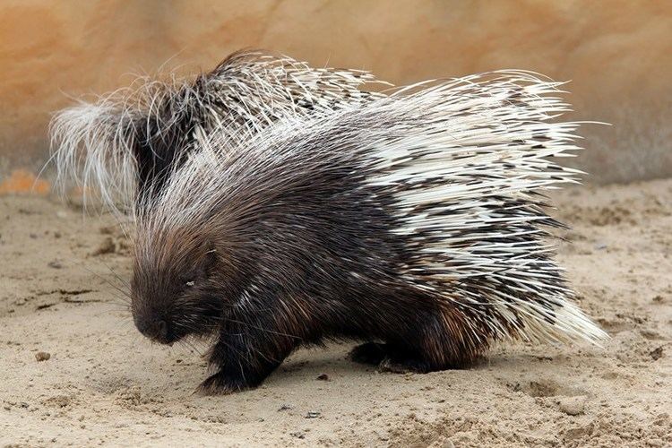 Cape porcupine Cape porcupine fun facts and information for kids
