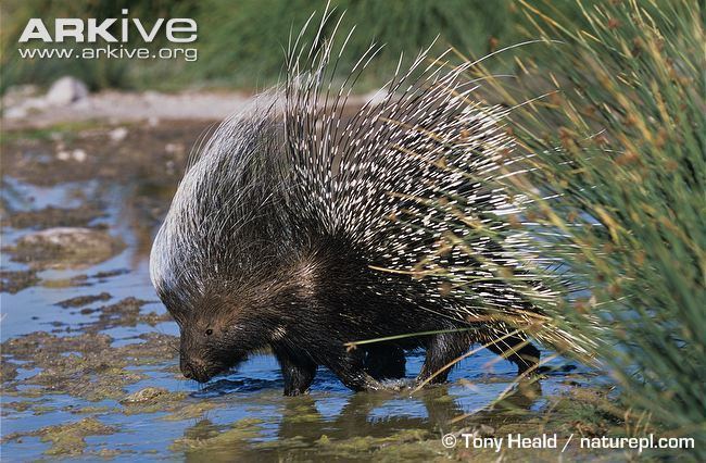 Cape porcupine Cape porcupine videos photos and facts Hystrix africaeaustralis