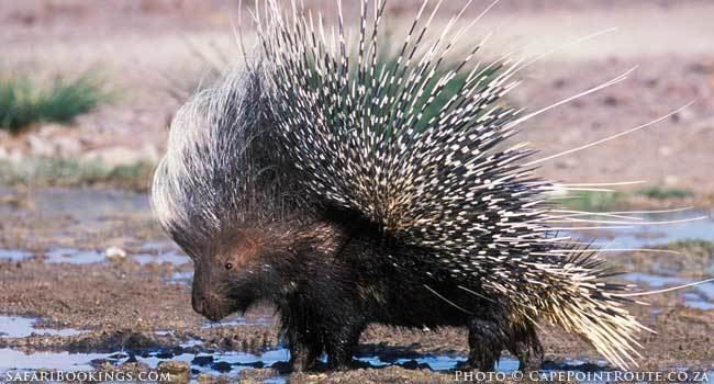 Cape porcupine httpswwwsafaribookingscomblogwpcontentupl