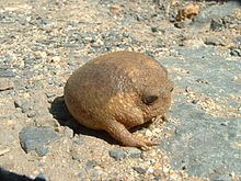 Cape rain frog httpsuploadwikimediaorgwikipediacommonsthu