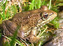 Cape river frog httpsuploadwikimediaorgwikipediacommonsthu