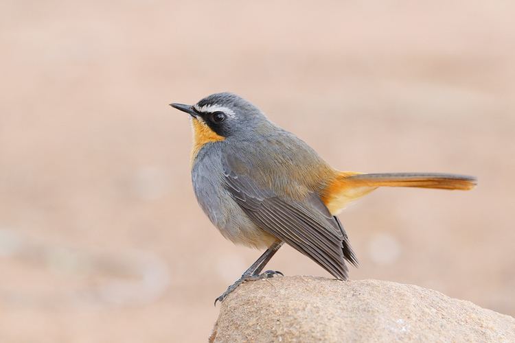 Cape robin-chat Cape Robinchat Bird amp Wildlife Photography by Richard and Eileen