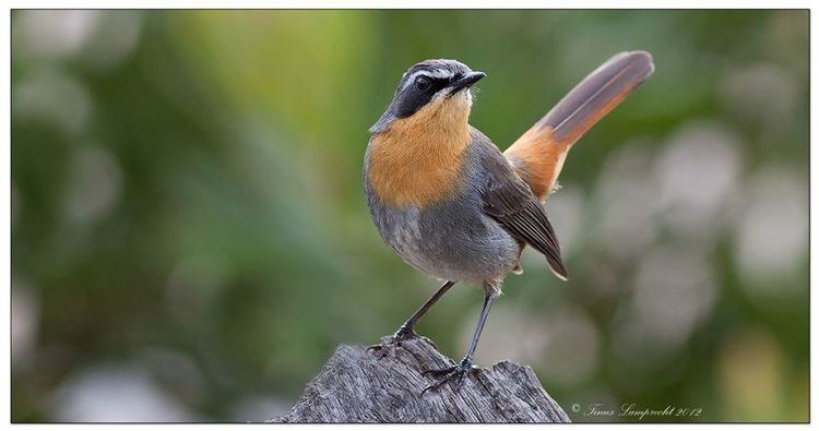 Cape robin-chat Cape Robin