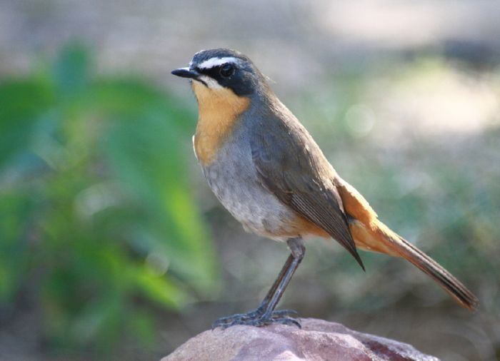 Cape robin-chat Cape RobinChat