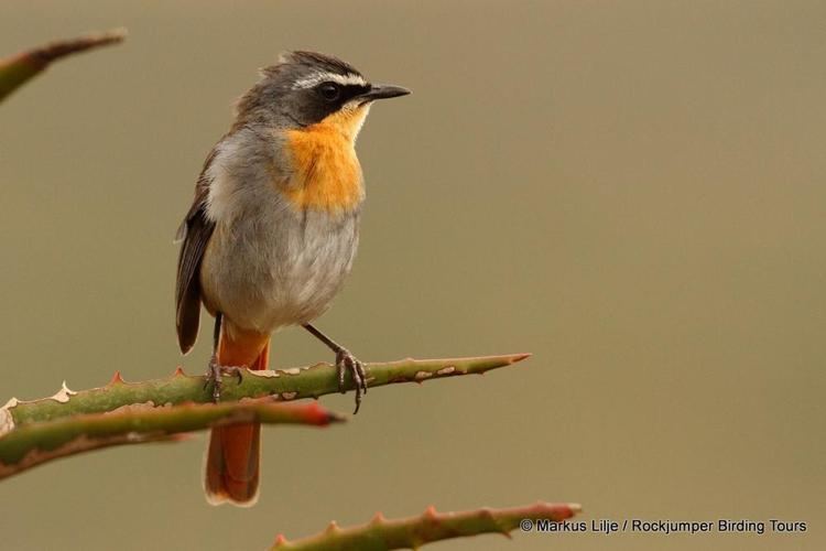 Cape robin-chat Cape Robinchat Cossypha caffra videos photos and sound