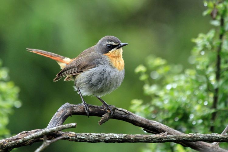 Cape robin-chat Cape Robinchat Bird amp Wildlife Photography by Richard and Eileen