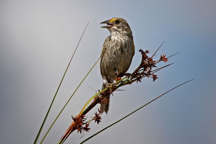 Cape Sable seaside sparrow The Cape Sable Seaside Sparrow manifold
