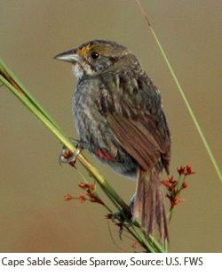 Cape Sable seaside sparrow A Tale Of Two Species ENRD Department of Justice