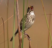 Cape Sable seaside sparrow httpsuploadwikimediaorgwikipediacommonsthu