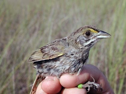 Cape Sable seaside sparrow Status of Cape Sable Seaside Sparrow 2007 Survey Report Everglades