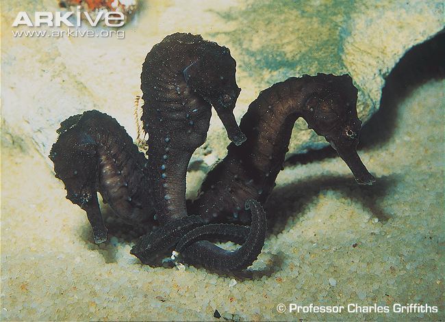 Cape seahorse Knysna seahorse videos photos and facts Hippocampus capensis ARKive
