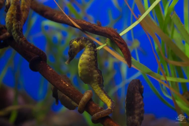 Cape seahorse Cape Seahorse Facts and Photographs Seaunseen