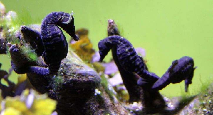 Cape seahorse BeautifulNow is Beautiful Now New Sea Dragon and Seahorse Beauties