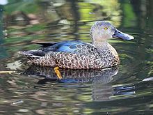 Cape shoveler httpsuploadwikimediaorgwikipediacommonsthu