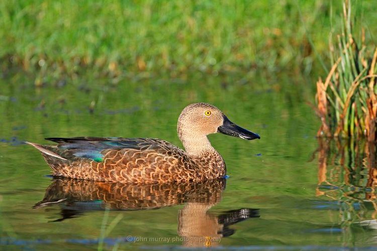 Cape shoveler Cape Shoveler