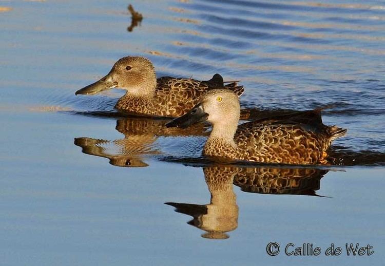 Cape shoveler Cape Shoveler