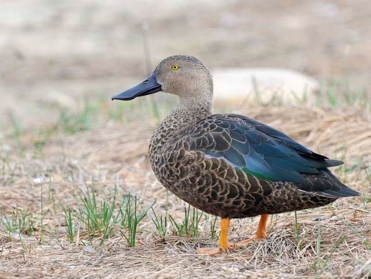 Cape shoveler Cape Shoveler