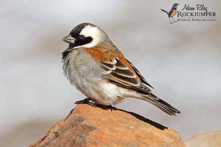 Cape sparrow Cape Sparrow Passer melanurus videos photos and sound recordings