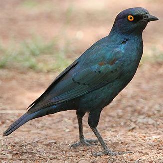 Cape starling wwwbiodiversityexplorerorgbirdssturnidaeimage