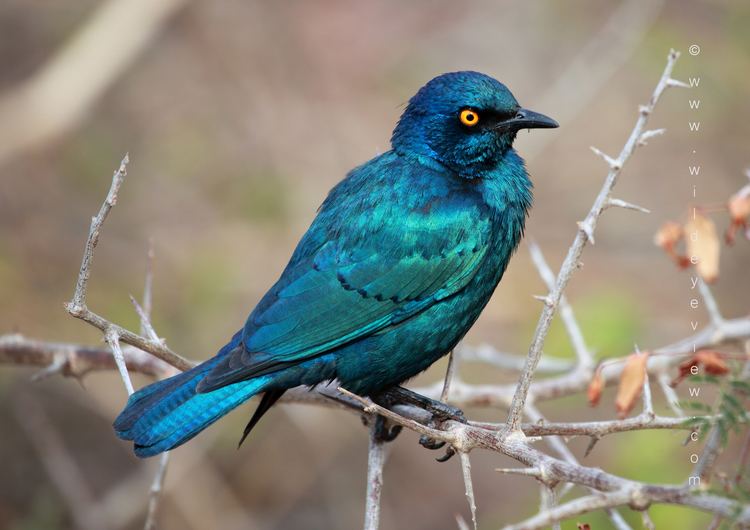 Cape starling Cape Glossy Starling