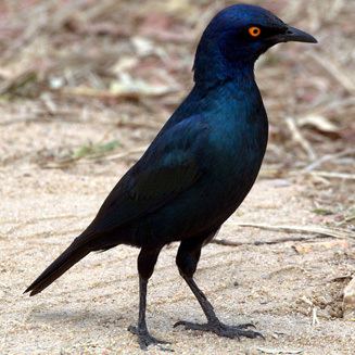 Cape starling 46118899921b4d72910327wjpg