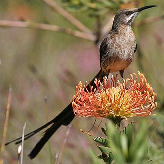 Cape sugarbird eos00849327wjpg