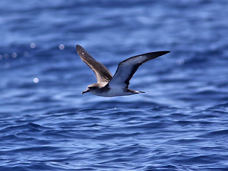 Cape Verde shearwater Kapverdelira Cape Verde Shearwater Calonectris edwardsii photo