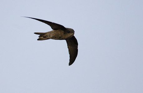 Cape Verde swift Cape Verde Swift Apus alexandri Photo Image
