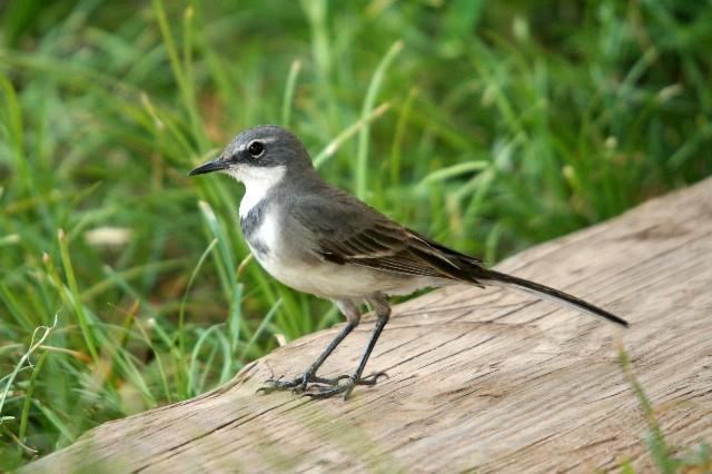 Cape wagtail Cape Wagtail Motacilla capensis videos photos and sound