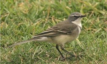 Cape wagtail Cape Wagtail BirdForum Opus