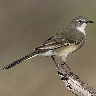 Cape wagtail Motacilla capensis Cape wagtail