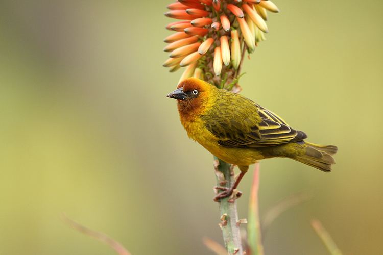 Cape weaver Cape Weaver Bird amp Wildlife Photography by Richard and Eileen Flack
