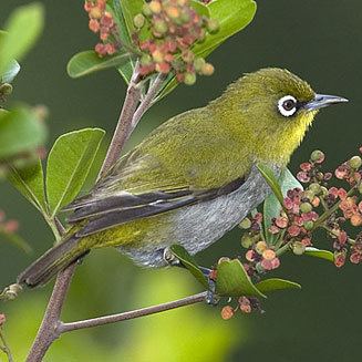 Cape white eye - Alchetron, The Free Social Encyclopedia