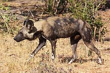 Cape wild dog httpsuploadwikimediaorgwikipediacommonsthu