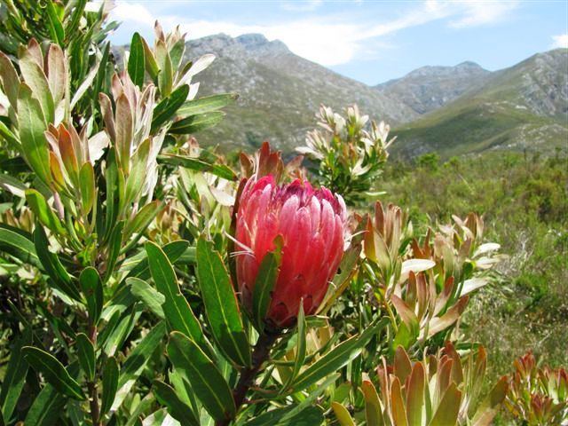 Cape Winelands Shale Fynbos
