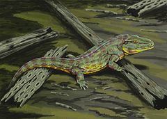 Capetus (amphibian) httpsuploadwikimediaorgwikipediacommonsthu