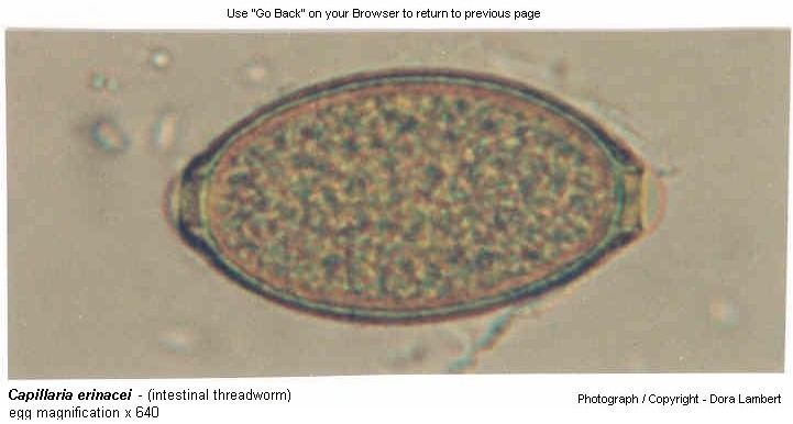 Capillaria (nematode) Hedgehog Intestinal Nematode Infection Disease Summary Page